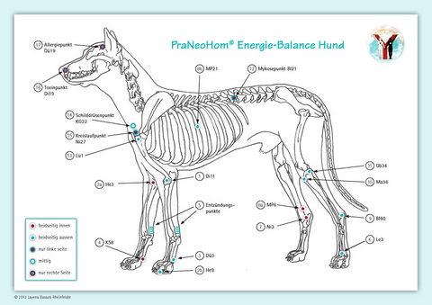 Akupunktur-Tafel Hund - Layena Bassols Rheinfelder