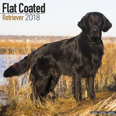 Flat Coated Retriever Calendar 2018 -  Avonside Publishing Ltd