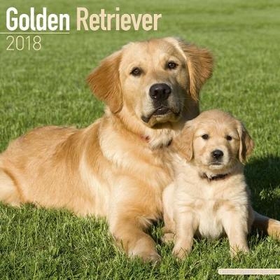 Golden Retriever Calendar 2018 -  Avonside Publishing Ltd