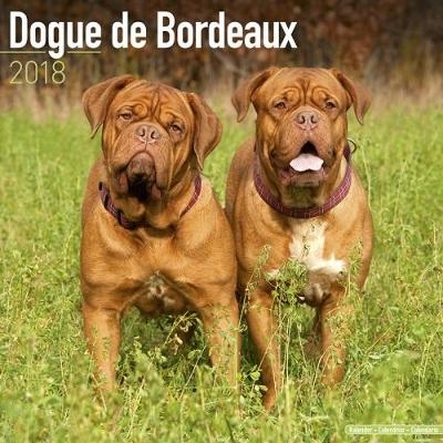 Dogue de Bordeaux Calendar 2018 -  Avonside Publishing Ltd