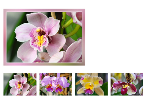 Orchideen