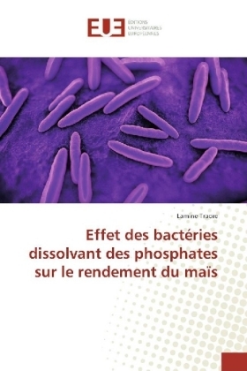 Effet des bactéries dissolvant des phosphates sur le rendement du maïs - Lamine Traoré