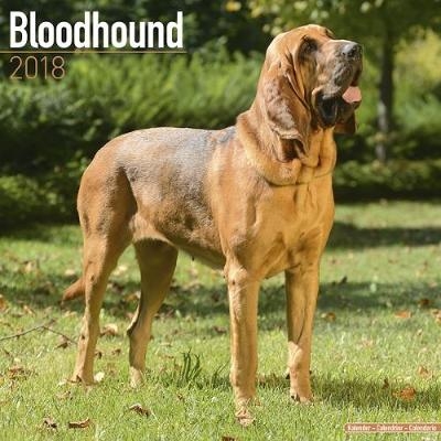 Bloodhound Calendar 2018 -  Avonside Publishing Ltd