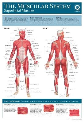 Human Anatomy Wallchart -  Quad Books