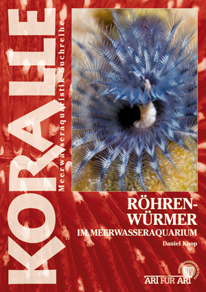 Röhrenwürmer im Meerwasseraquarium - Daniel Knop