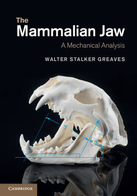 The Mammalian Jaw - Walter Stalker Greaves