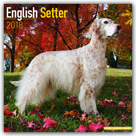 English Setter Calendar 2018 -  Avonside Publishing Ltd