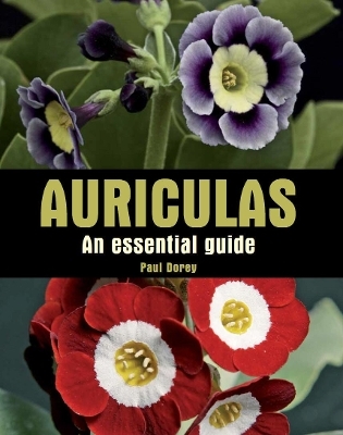 Auriculas - Paul Dorey