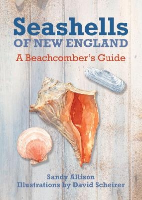 Seashells of New England - Sandy Allison