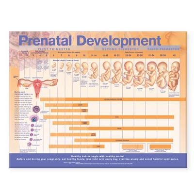 Prenatal Development Anatomical Chart