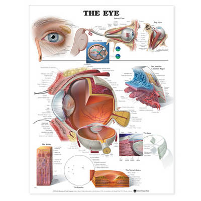 The Eye Anatomical Chart