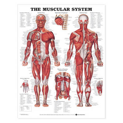 The Muscular System Anatomical Chart