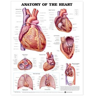 Anatomy of the Heart Anatomical Chart