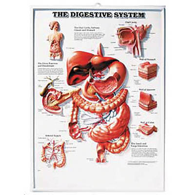 The Digestive System -  Anatomical Chart Company