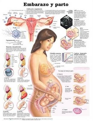 Pregnancy and Birth Anatomical Chart in Spanish (Embarazo y parto)