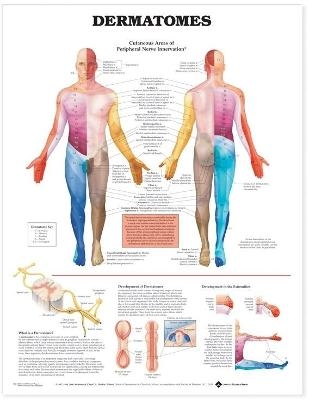 Dermatomes Anatomical Chart