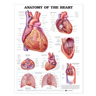 Anatomy of the Heart -  Anatomical Chart Company