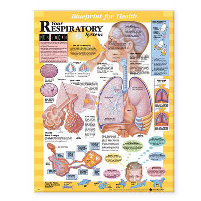 Blueprint for Health Your Respiratory System Chart