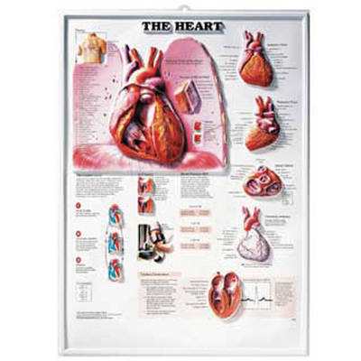 The Heart 3D Raised Relief Chart