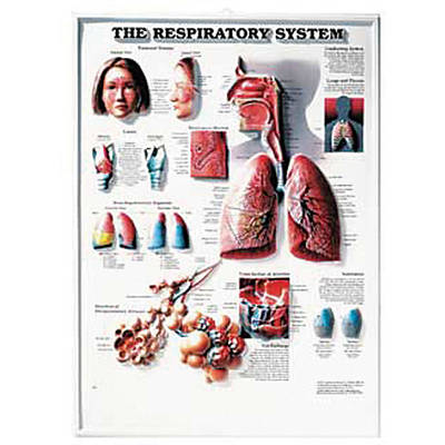 The Respiratory System -  Anatomical Chart Company