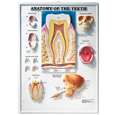 Anatomy of the Teeth - 