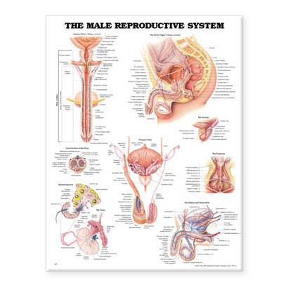 The Male Reproductive System Anatomical Chart