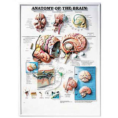 Anatomy of the Brain