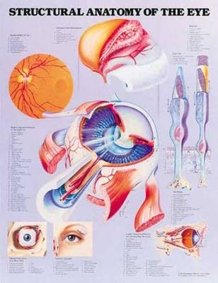 Structural Anatomy of the Eye Anatomical Chart - 