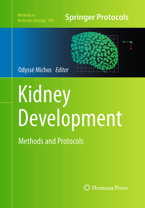 Kidney Development - 