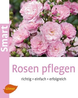 Rosen pflegen - Henry Klein