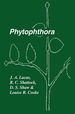 Phytophthora - 