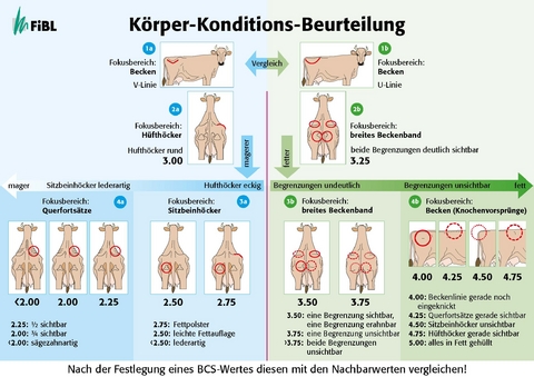 Körper-Konditions-Beurteilung - Silvia Ivemeyer, Anet Spengler Neff, Michael Walkenhorst, Christophe Notz