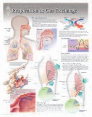 Respiration & Gas Exchange Laminated Poster -  Scientific Publishing