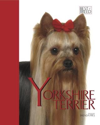 Yorkshire Terrier - Brenda Pipes