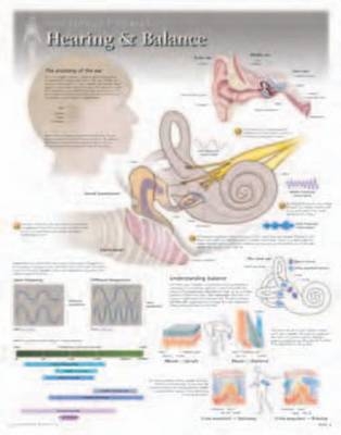 Hearing & Balance Laminated Poster -  Scientific Publishing