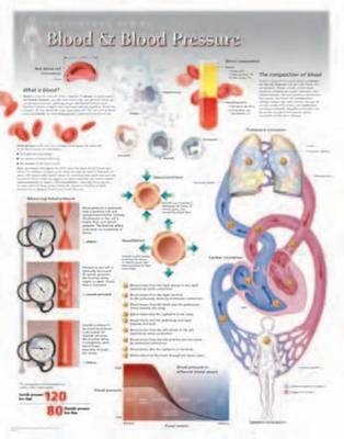 Blood & Blood Pressure Laminated Poster -  Scientific Publishing