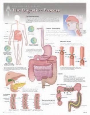 Digestive Process Laminated Poster -  Scientific Publishing