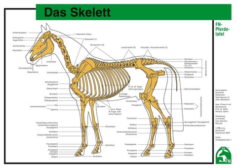 Das Skelett - 