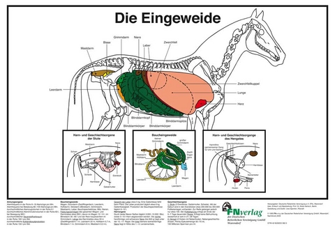 Die Eingeweide - 