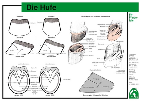 Die Hufe - 