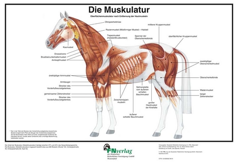 Die Muskulatur - 