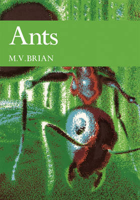 Ants