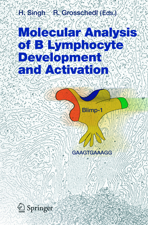 Molecular Analysis of B Lymphocyte Development and Activation - 