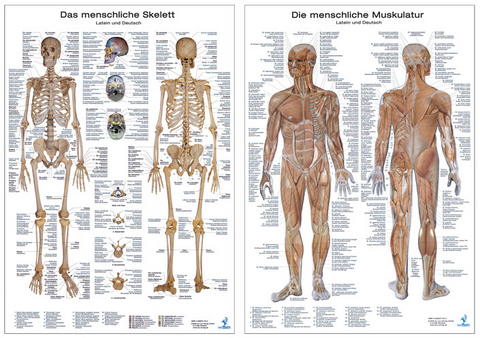 Doppelpack Anatomie-Poster