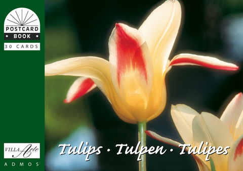 Tulpen /Tulips /Tulipes - 