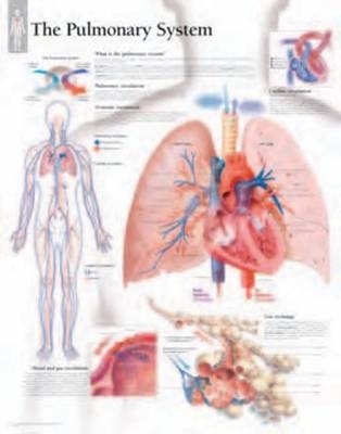 Pulmonary System Laminated Poster -  Scientific Publishing