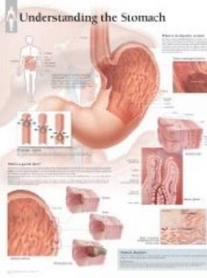 Understanding the Stomach Paper Poster -  Scientific Publishing