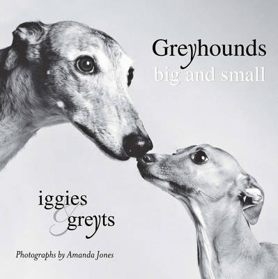 Greyhounds Big and Small - Amanda Jones