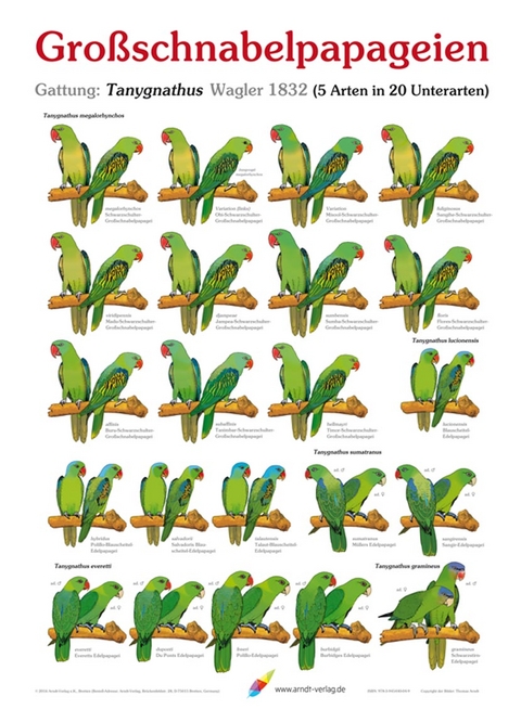 Poster Großschnabelpapageien - Thomas Arndt