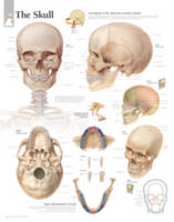 Skull Paper Poster -  Scientific Publishing